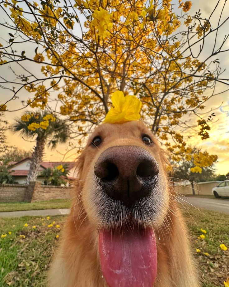 Happy adopted pet