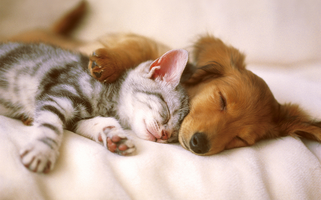 Happy adopted pets